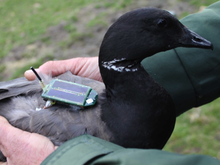 Brent Goose with UvA-BiTS tag